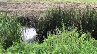 Zahme Nutrias in der Fuhne bei Gröbzig hören auf Namen.