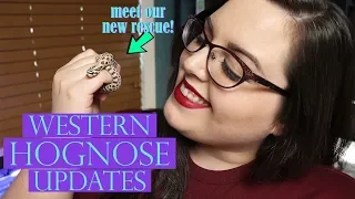 WESTERN HOGNOSE UPDATES + Meet Our New Rescue!