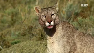 Jäger der Anden: Der Puma Doku (2012)