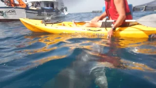 Kayaking with Dolphins in Tenerife
