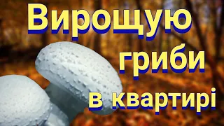 ВИРОЩУЮ ГРИБИ (ПЕЧЕРИЦІ) В КВАРТИРІ З СПЕЦІАЛЬНОГО НАБОРУ