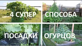 🌱4 СУПЕР способа посадки ОГУРЦОВ🌱Способы выращивания огурцов в открытом грунте