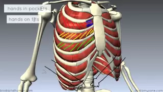 Muscles of the Thoracic Wall - 3D Anatomy Tutorial