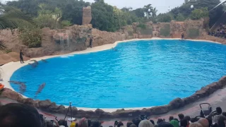 Dolphins show - Loro Parque - Tenerife (Part 1)