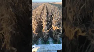 Final stretch of corn 2019