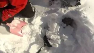 Rescue of sheep after snow storm