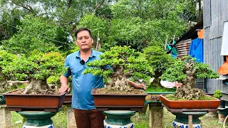 Oanh bonsai 23/5 #0915780878 bán cây cảnh Tùng Nguyệt Sam Trang Mai Sanh Đào Quýt Si Thăng