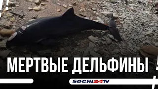 Почему гибнут дельфины в Сочи?  Рубрика ПОДРОБНО