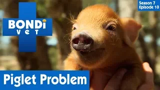 Piglet Born With One Trotter 🐷 | Bondi Vet Season 7 Ep 9 | Bondi Vet Full Episodes