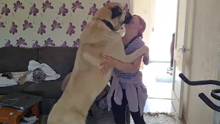 Kangal Greets His Owner