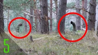 5 Creepiest Things Found in the Woods