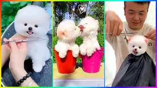 The Cutest Mini Pomeranians in the World 😍 Chó Phốc Sóc Mini Dễ Thương Nhất Thế Giới 🐾 #510
