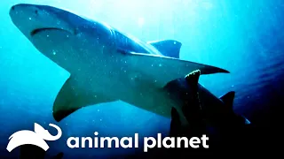 Jeremy Analyzes Bull Shark Attacks on the Florida Coast! | River Monsters | Animal Planet