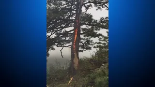 Tree Seen Burning From Inside Out In Evergreen