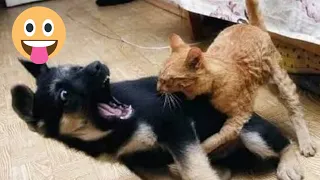 Funniest Cats And Dogs videos😂 -Animals part 8