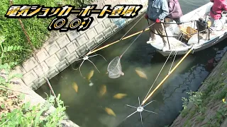 電気ショッカー😱! 進撃の外来魚ティラビア軍 駆逐( ;∀;) Electric shocker appeared!