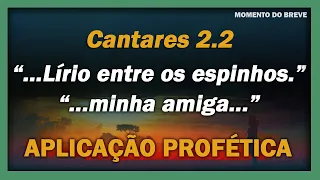 Cantares de Salomão 2.2 - “Qual o lírio entreos espinhos…” | “…minha amiga entre as filhas”