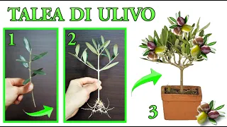 trick to reproduce an olive tree for free