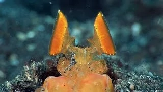 Mucky Secrets - Part 2 - Anemonefish, Shrimps & Mantis Shrimps - Lembeh Strait