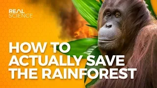 How to Actually Save the Rainforest