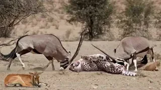 Good mother - Mother Gemsbok Save Her Baby From Cheetah Hunting - Five Cheetah vs Wildebeest