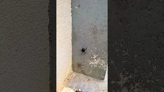 What kind of spider is this?
