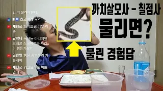 까치살모사 - 칠점사한테 물리면 어떻게 되냐고요? 두 번 물려본 경험담