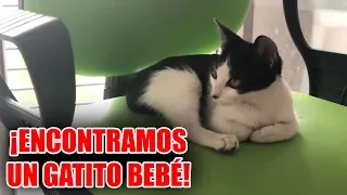 ENCONTRAMOS UN BEBÉ GATO ABANDONADO EN NUESTRA PUERTA🐱