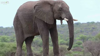 The Incredible Elephant Survivor, Fishan’s Role in the Rescued Herd