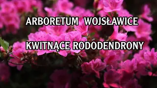 Arboretum Wojsławice - kwitnące rododendrony