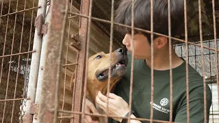 Romeo, the last of 21 dogs saved from slaughter!