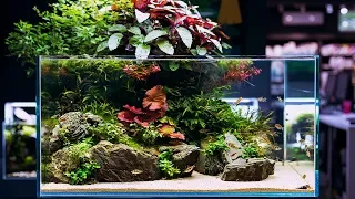 BEAUTIFUL AQUASCAPE WITH 360 VIEW - 1 YEAR OLD NOW - 4K CINEMATIC BY GREEN AQUA