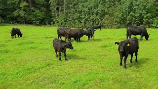 Aberdeen angus breeding in North Europe summertime, pasture time