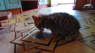 Котенок Макс пробует паштет. Kitten Max tries the pate