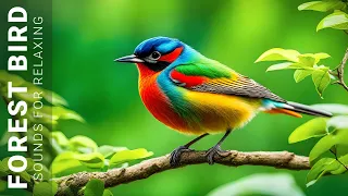 1 Hours of Beautiful Birds - Relaxing Nature Sounds, Chirping Birds, Soft Piano