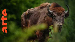 L'Europe à la reconquête de la biodiversité | ARTE