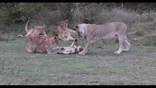 Cute lion family 🐅||with baby lions playing 😍?