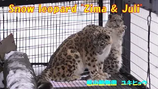 旭山動物園　ユキヒョウ（ジーマとユーリ）ゆったり過ごしてます ~ Snow leopard "Zima & Juli" ~ (sony α7iii)