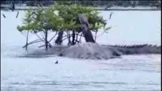 Saltwater Crocodile