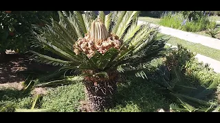 Las curiosidades de las Cycas revoluta | El Sueño Jardín Botánico