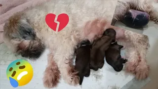 Shih Tzu Giving Birth For The First Time | What Happen To The 3rd Puppy