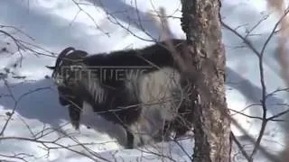 Тигр Амур ранил козла Тимура / Tiger and Goat