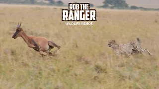 Cheetah Coalition Catch Young Topi | Lalashe Maasai Mara Safari