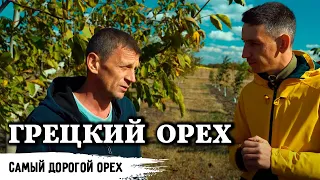 Сад грецкого ореха // Часть 1