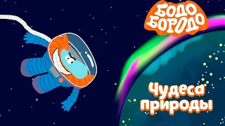 Бодо Бородо - Чудеса природы I мультфильмы для детей 0+