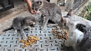 Kitten and mother cat punished by their owner, forbidden to enter the house