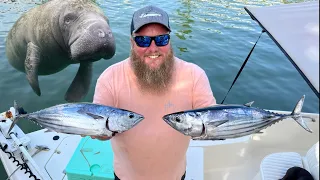 A MANATEE ate my TUNA! Skipjack tuna at the Marathon hump!