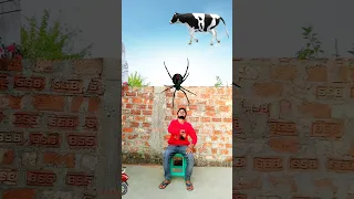 Catching tractor, hen, monkey scooter, cow & pigeon vs spider & tiger - funny vfx magic 😂