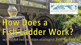 How Does a Fish Ladder Work? w/ Jim Turek