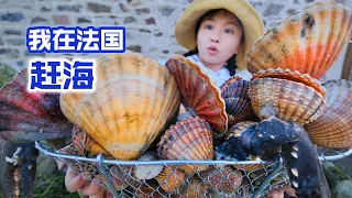 在法国赶海，捡30斤带刺蛤蜊，个头足有网球大 | 趕海 | 法國 | 生蚝 | 扇贝 | 美食 | 农村 | 海鲜 |